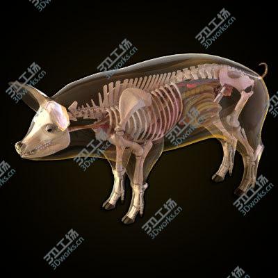 images/goods_img/20210312/Pig anatomy/2.jpg